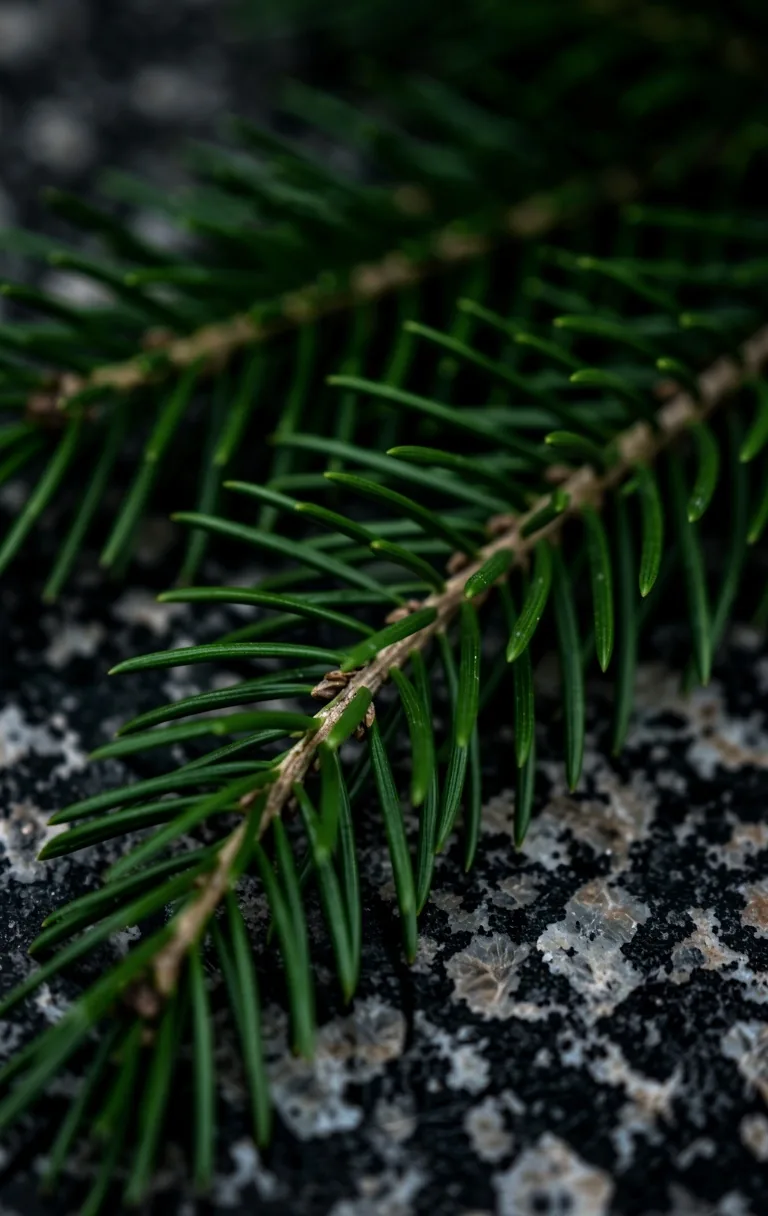 Canadian Northern Botanicals
